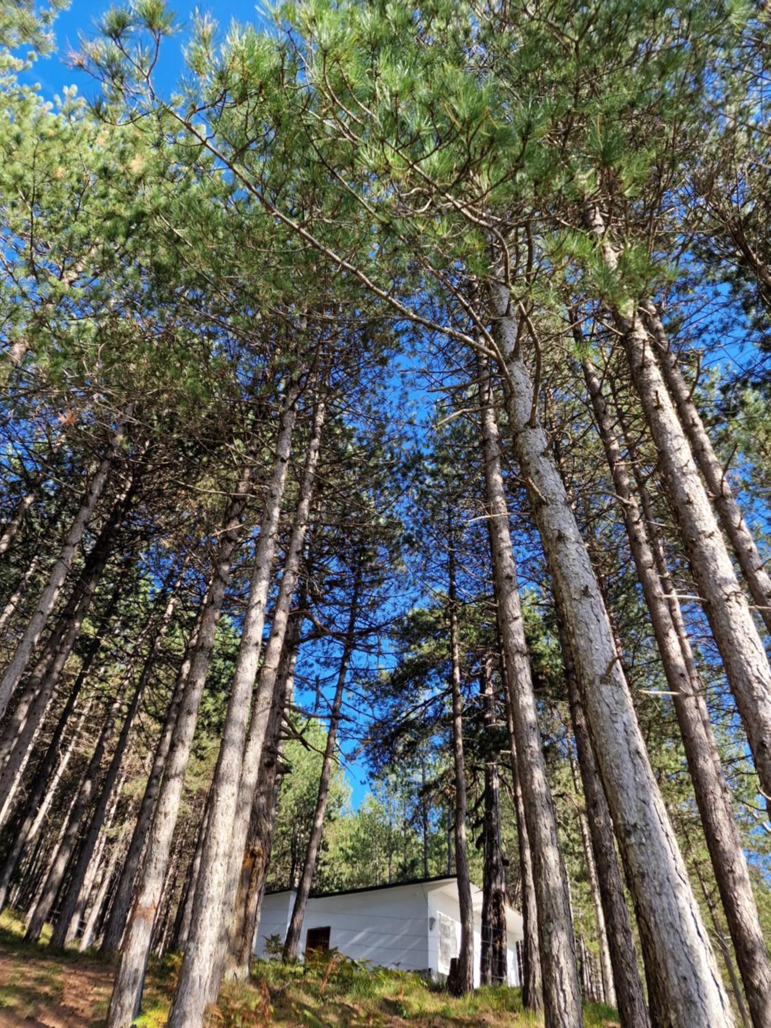Bujtinat Skenderi Gjinar 2 Villa Ruang foto